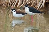 Black-necked Stilts_41967